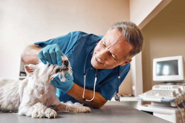  Paris, MO Emergency Dentist Pros